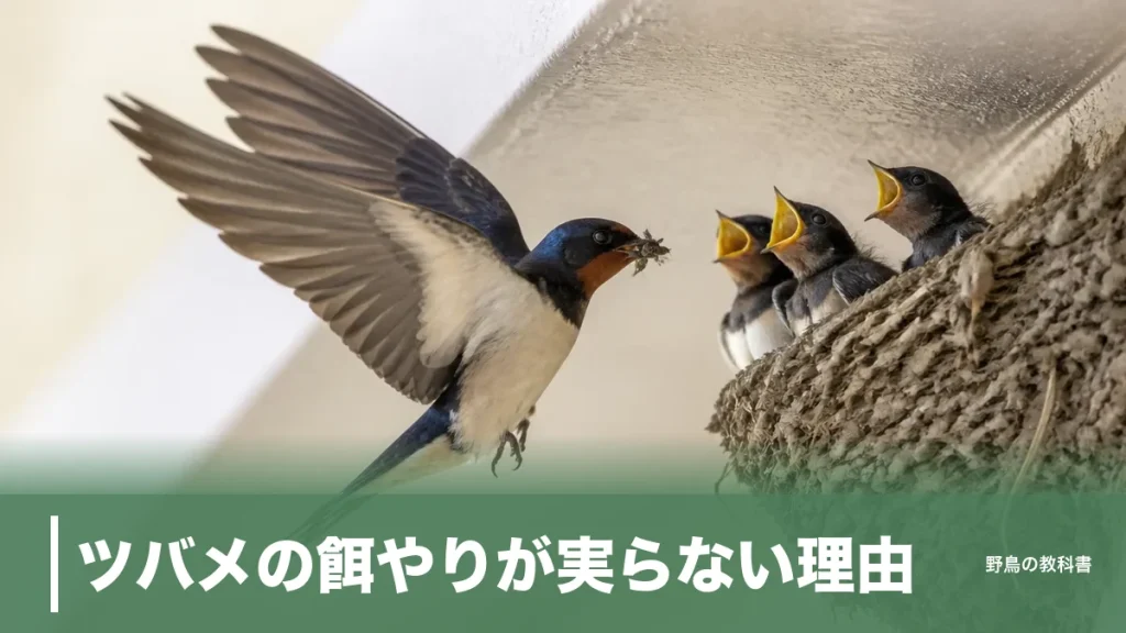 ツバメの餌やりが実らない理由｜親鳥は3日で283回、飛ぶ虫だけを運んでいたのアイキャッチ画像