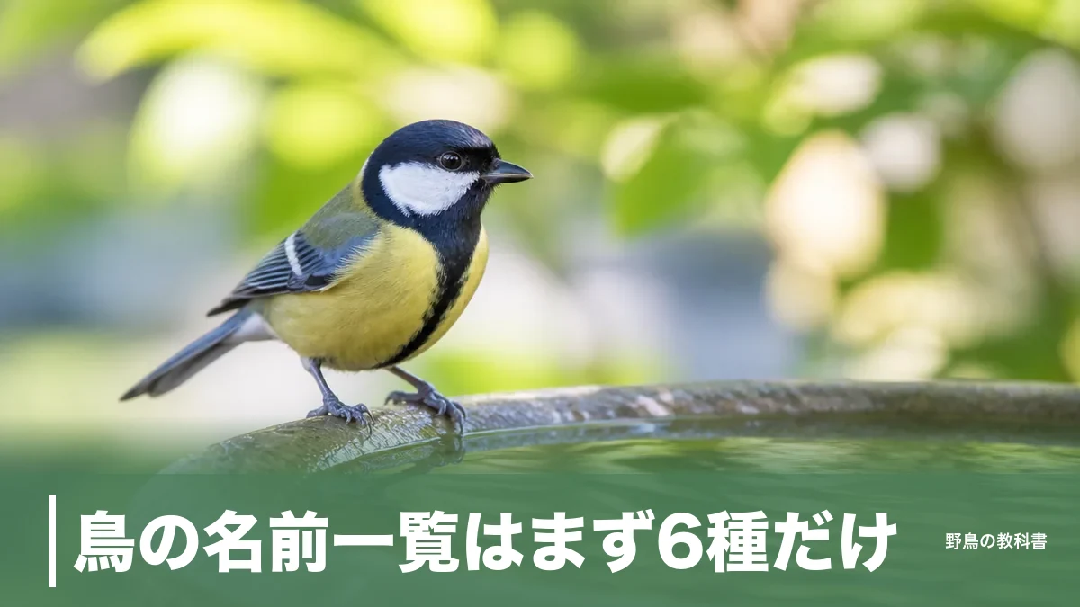 鳥の名前一覧はまず6種だけ｜身近な29種を大きさ順に並べた見分けかた早見表のアイキャッチ画像