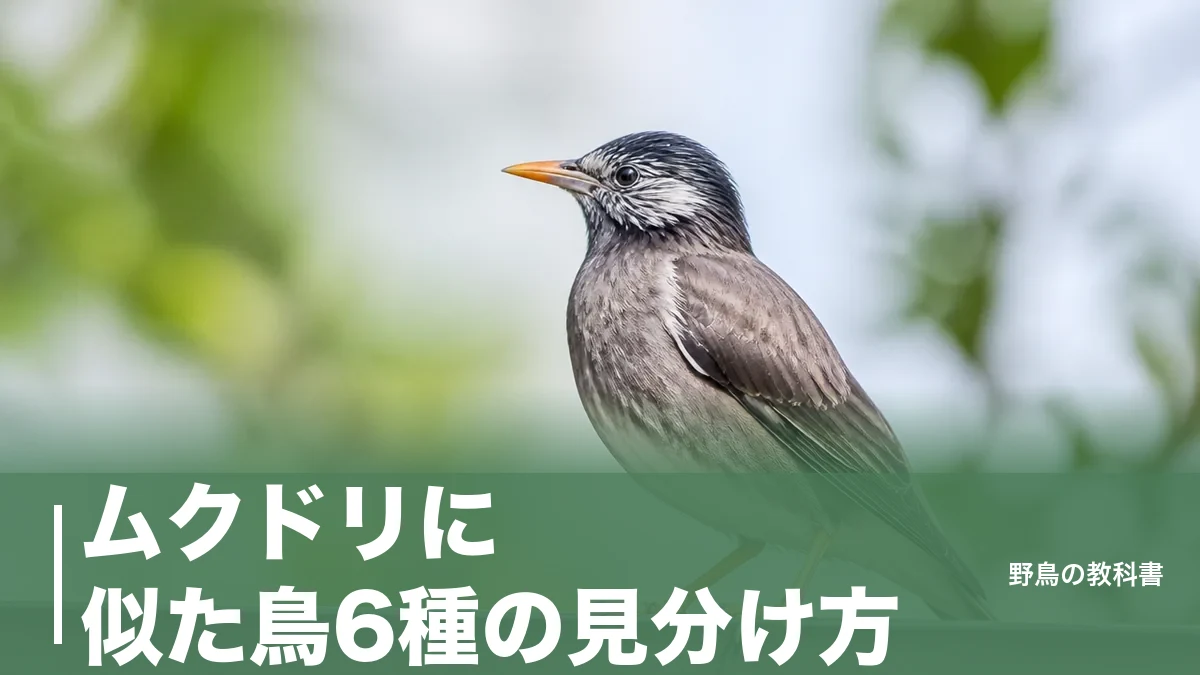 ムクドリに似た鳥6種の見分け方｜全長24cmと橙色のくちばしが分かれ目のアイキャッチ画像