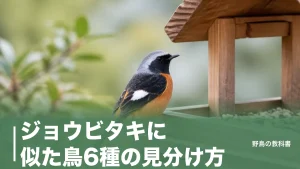 ジョウビタキに似た鳥6種の見分け方｜翼の白い紋とオレンジの腰が決め手のアイキャッチ画像