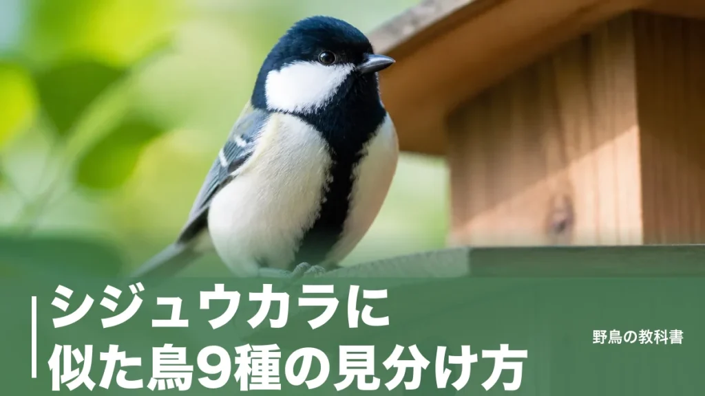 シジュウカラに似た鳥9種の見分け方｜胸の黒いネクタイと頬の白斑が決め手のアイキャッチ画像