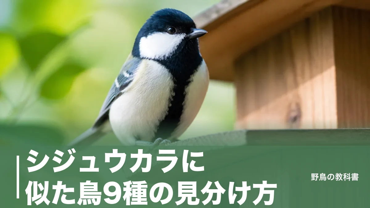 シジュウカラに似た鳥9種の見分け方｜胸の黒いネクタイと頬の白斑が決め手のアイキャッチ画像