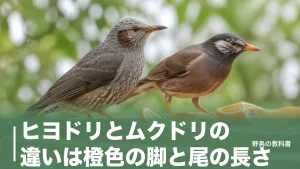 ヒヨドリとムクドリの違いは橙色の脚と尾の長さ｜全長4cm差を野外で見分ける方法のアイキャッチ画像