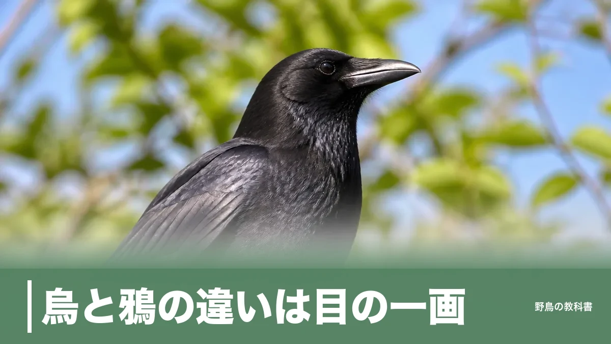 烏と鴉の違いは目の一画｜2つの漢字の使い分けとカラス2種の見分け方のアイキャッチ画像