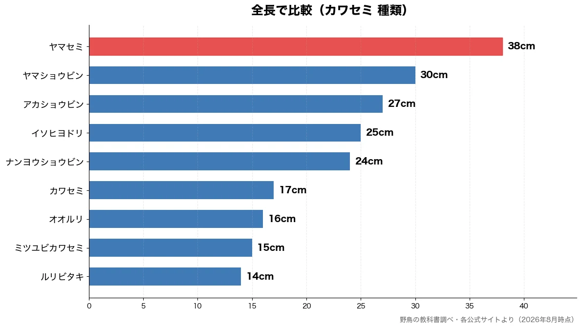 全長の比較チャート（ルリビタキ 14cm・ミツユビカワセミ 15cm・オオルリ 16cm・カワセミ 17cm）
