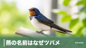 燕の名前はなぜツバメ？古名「ツバクラメ」の語源と日本にいる5種の呼び分けのアイキャッチ画像