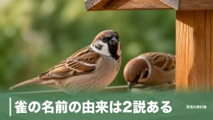 雀の名前の由来は2説ある｜「スズメ」がつく鳥・虫・草に共通する意外な法則のアイキャッチ画像
