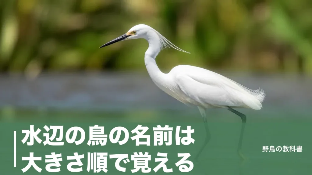水辺の鳥の名前は大きさ順で覚える｜シラサギという鳥はいない23種の早見表のアイキャッチ画像
