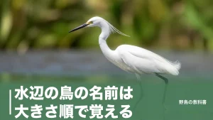 水辺の鳥の名前は大きさ順で覚える｜シラサギという鳥はいない23種の早見表のアイキャッチ画像