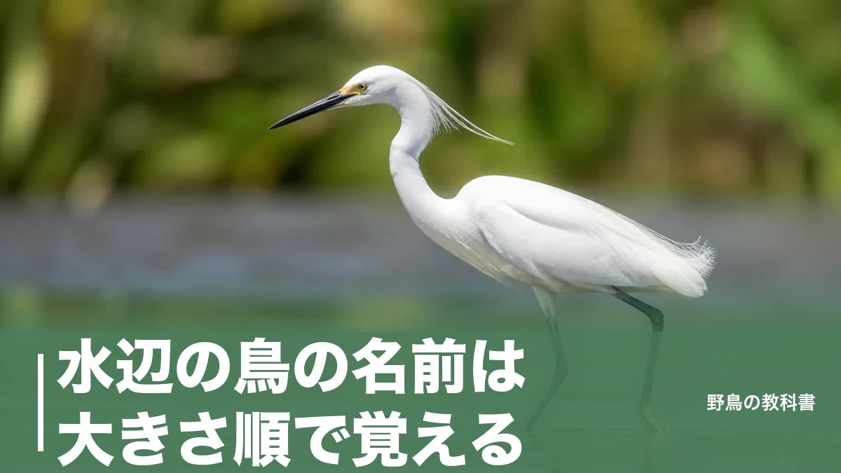 水辺の鳥の名前は大きさ順で覚える|シラサギという鳥はいない23種の早見表のアイキャッチ画像