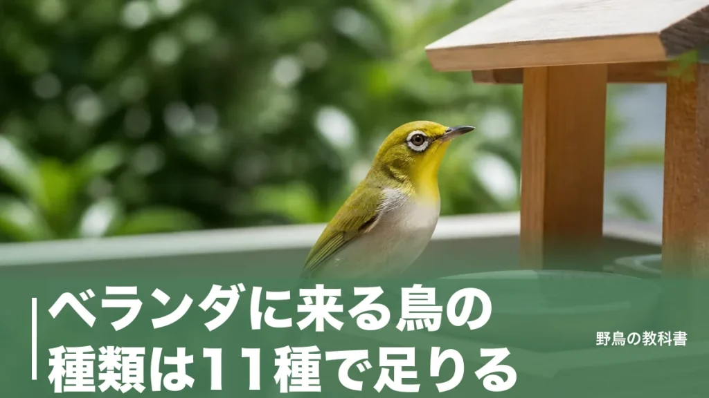 ベランダに来る鳥の種類は11種で足りる｜全長12cmから56cmまでの見分け方のアイキャッチ画像