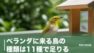 ベランダに来る鳥の種類は11種で足りる｜全長12cmから56cmまでの見分け方のアイキャッチ画像
