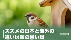 スズメの日本と海外の違いは頬の黒い斑｜東京では4.2mまで逃げない理由のアイキャッチ画像