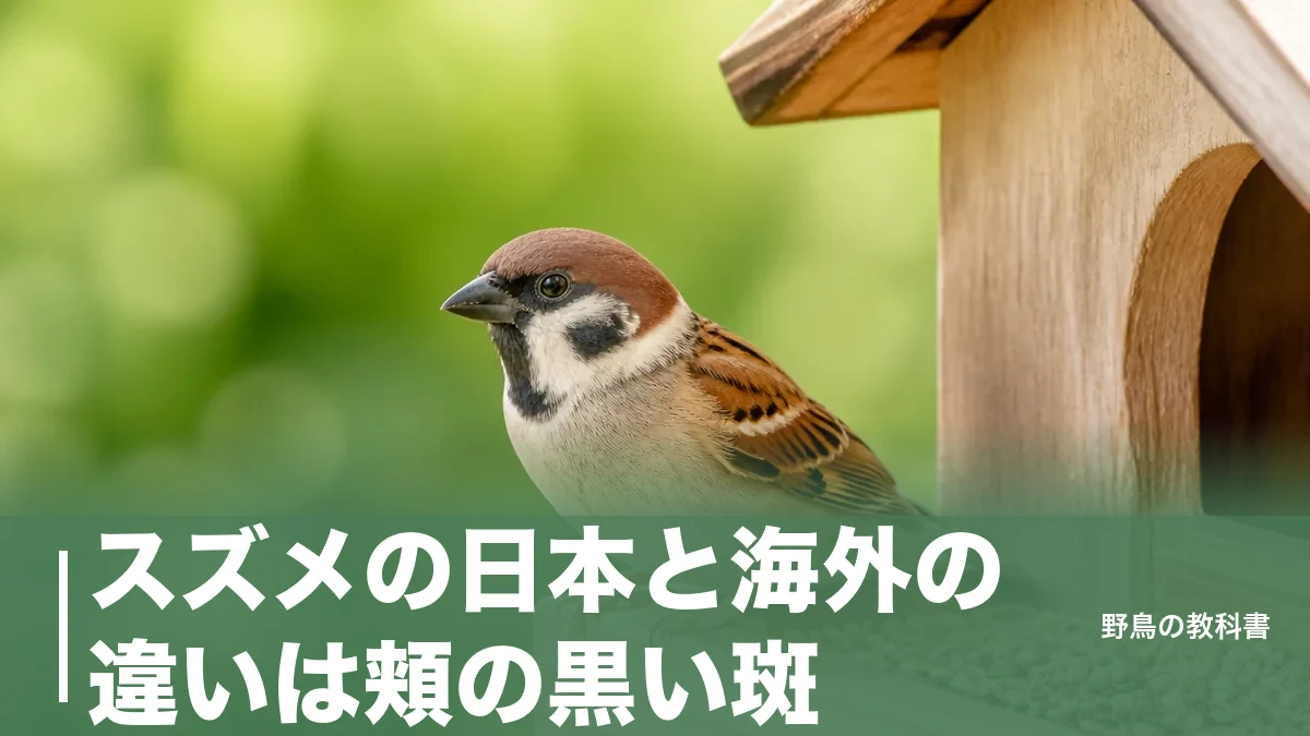 スズメの日本と海外の違いは頬の黒い斑｜東京では4.2mまで逃げない理由のアイキャッチ画像