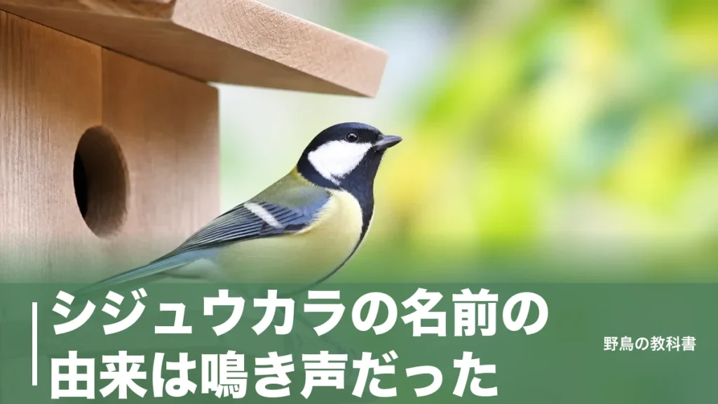 シジュウカラの名前の由来は鳴き声だった｜四十雀の「四十」が40羽説ではない理由のアイキャッチ画像