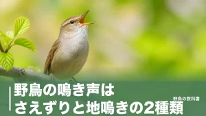 野鳥の鳴き声はさえずりと地鳴きの2種類｜身近な10種を声だけで見分ける早見表のアイキャッチ画像