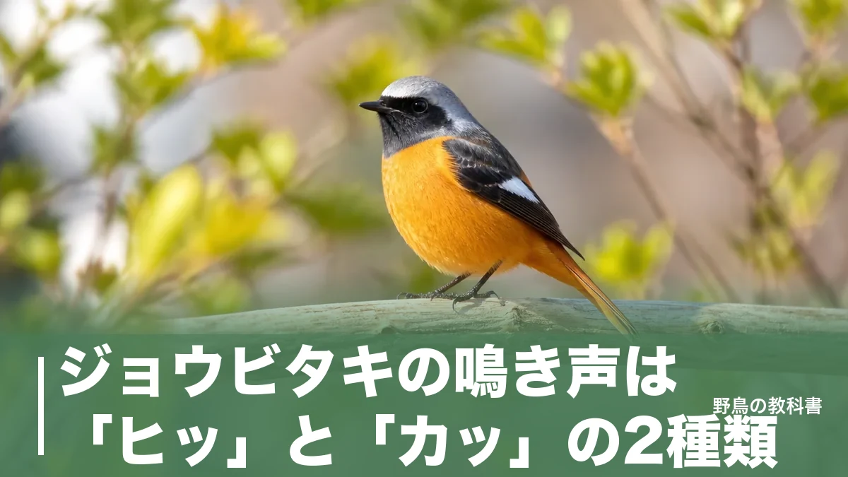 ジョウビタキの鳴き声は「ヒッ」と「カッ」の2種類｜火打ち石が名前になった冬鳥のアイキャッチ画像