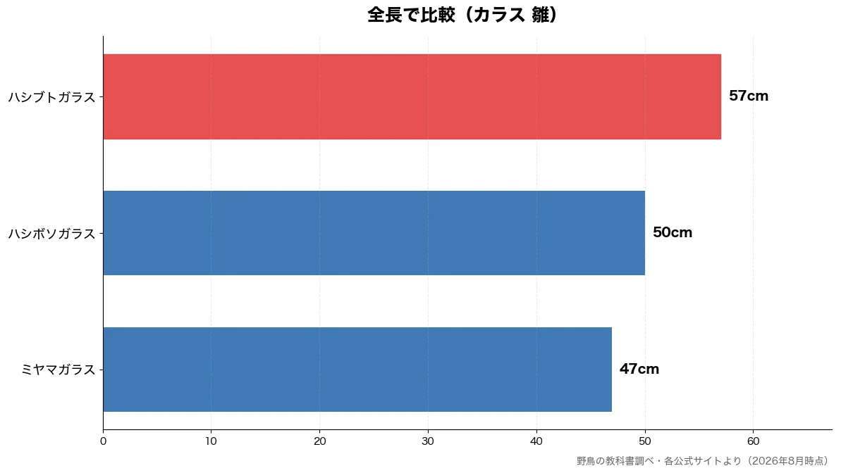全長の比較チャート(ミヤマガラス 47cm・ハシボソガラス 50cm・ハシブトガラス 57cm)