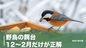 野鳥の餌台、12〜2月だけが正解？来る鳥が変わる高さ・置き場所と餌の選び方のアイキャッチ画像