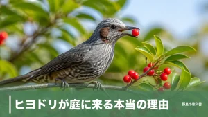 ヒヨドリが庭に来る本当の理由｜数秒で実をつつく27.5cmの鳥と上手につきあう方法のアイキャッチ画像