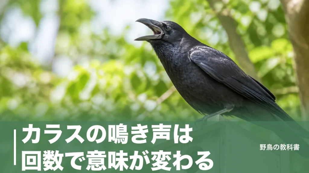 カラスの鳴き声は回数で意味が変わる？1回〜8回の俗説と本当に聞き分けたい2つの声のアイキャッチ画像