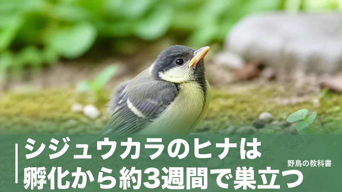 シジュウカラのヒナは孵化から約3週間で巣立つ｜地面にいても拾わない理由のアイキャッチ画像