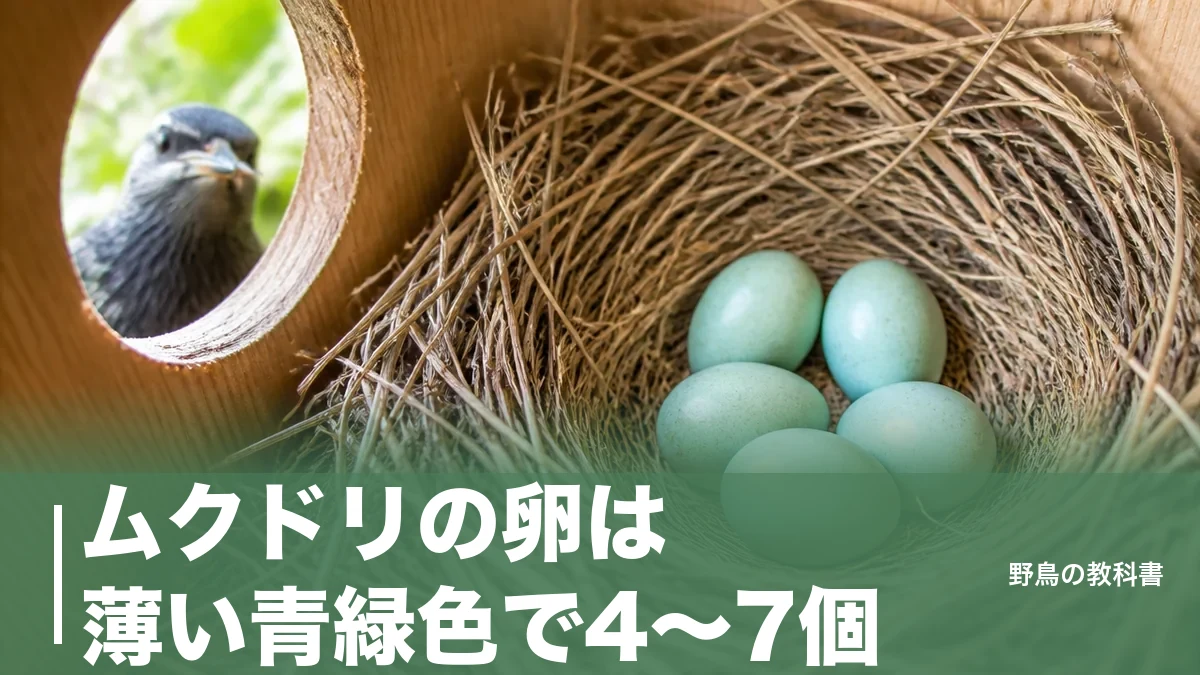 ムクドリの卵は薄い青緑色で4〜7個｜見つけたら触ってはいけない法律上の理由のアイキャッチ画像