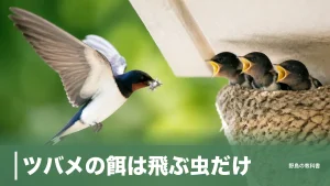ツバメの餌は飛ぶ虫だけ｜1日1000匹近く食べる鳥に人の餌が届かない理由のアイキャッチ画像