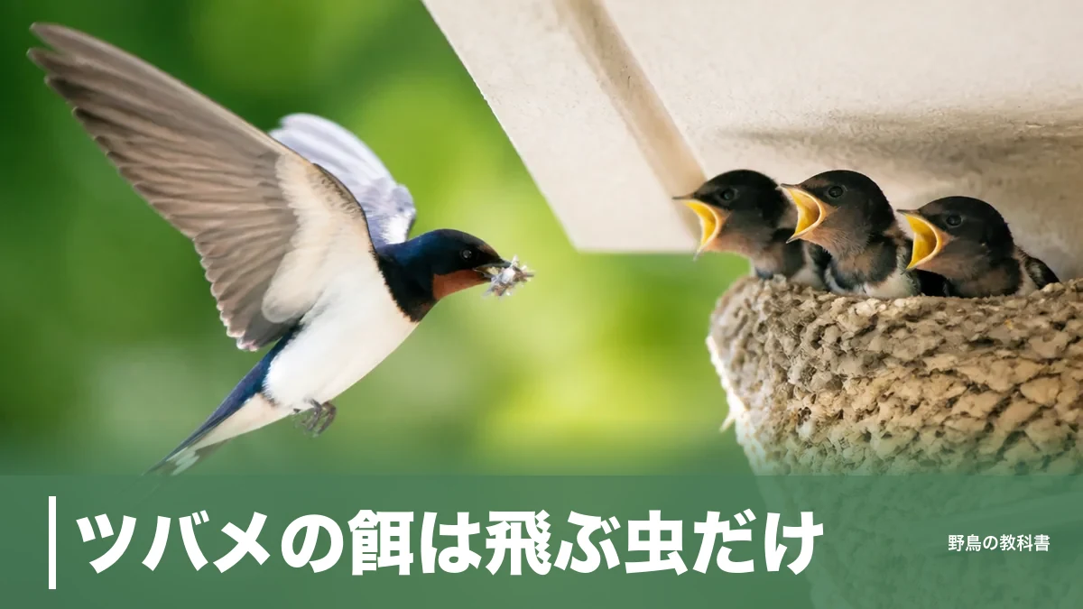 ツバメの餌は飛ぶ虫だけ｜1日1000匹近く食べる鳥に人の餌が届かない理由のアイキャッチ画像
