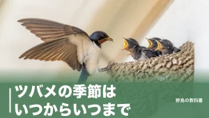 ツバメの季節はいつからいつまで？飛来は2月の九州から、渡去は9月に2,000km先へのアイキャッチ画像