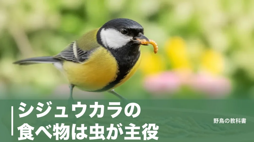 シジュウカラの食べ物は虫が主役｜1日に2cmの虫200匹分を食べる15gの小鳥のアイキャッチ画像