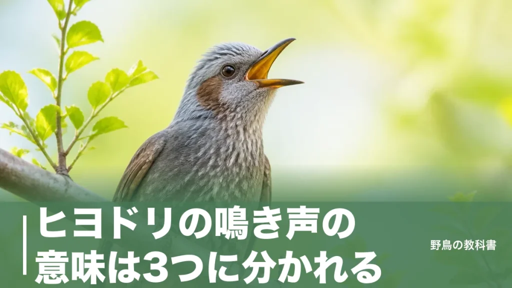 ヒヨドリの鳴き声の意味は3つに分かれる｜11種類以上の声を「ピーヨ」から読み解くのアイキャッチ画像