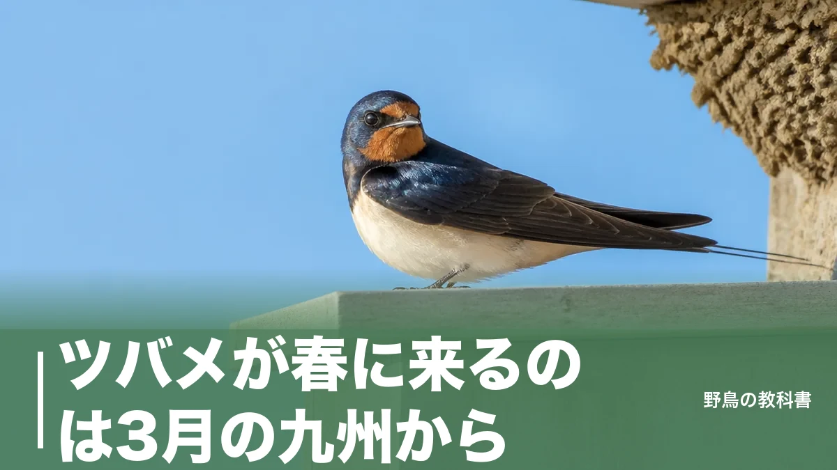 ツバメが春に来るのは3月の九州から｜北海道4月下旬までの北上と巣作りの合図のアイキャッチ画像