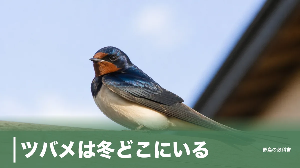 ツバメは冬どこにいる？2000km先の越冬地と、日本に残る群れの記録のアイキャッチ画像