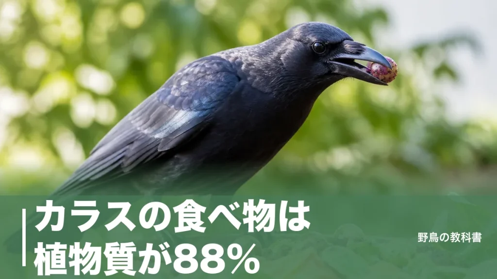 カラスの食べ物は植物質が88%｜約800個体の胃の中身と、街で生ごみに変わった理由のアイキャッチ画像