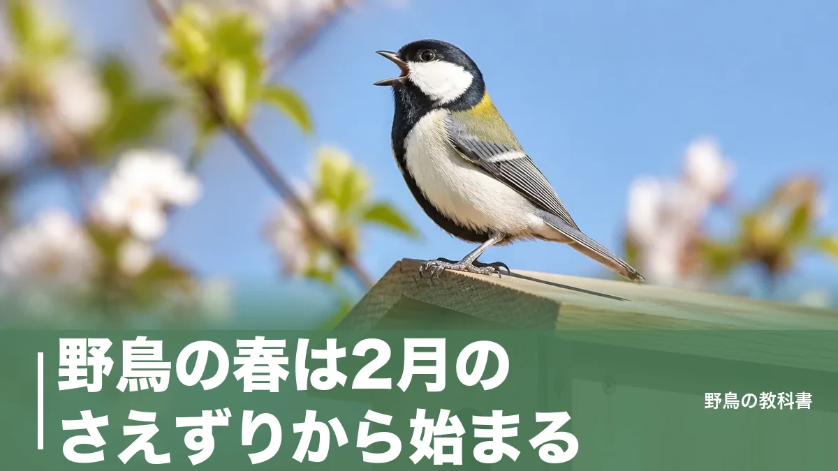 野鳥の春は2月のさえずりから始まる｜3月のツバメ到着まで、庭で追える季節の変わり目のアイキャッチ画像