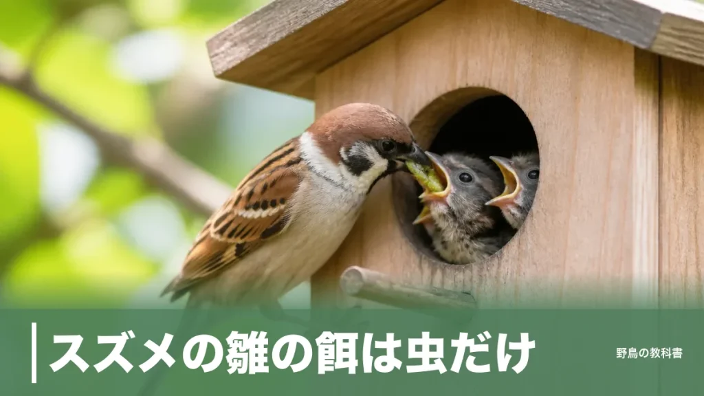 スズメの雛の餌は虫だけ｜1回の子育てで親鳥が運ぶ回数は4,200回のアイキャッチ画像