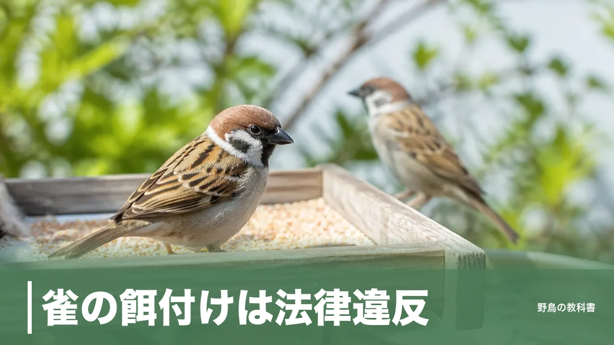 雀の餌付けは法律違反？条例で過料5000円の自治体も｜庭でやるなら12〜2月だけのアイキャッチ画像