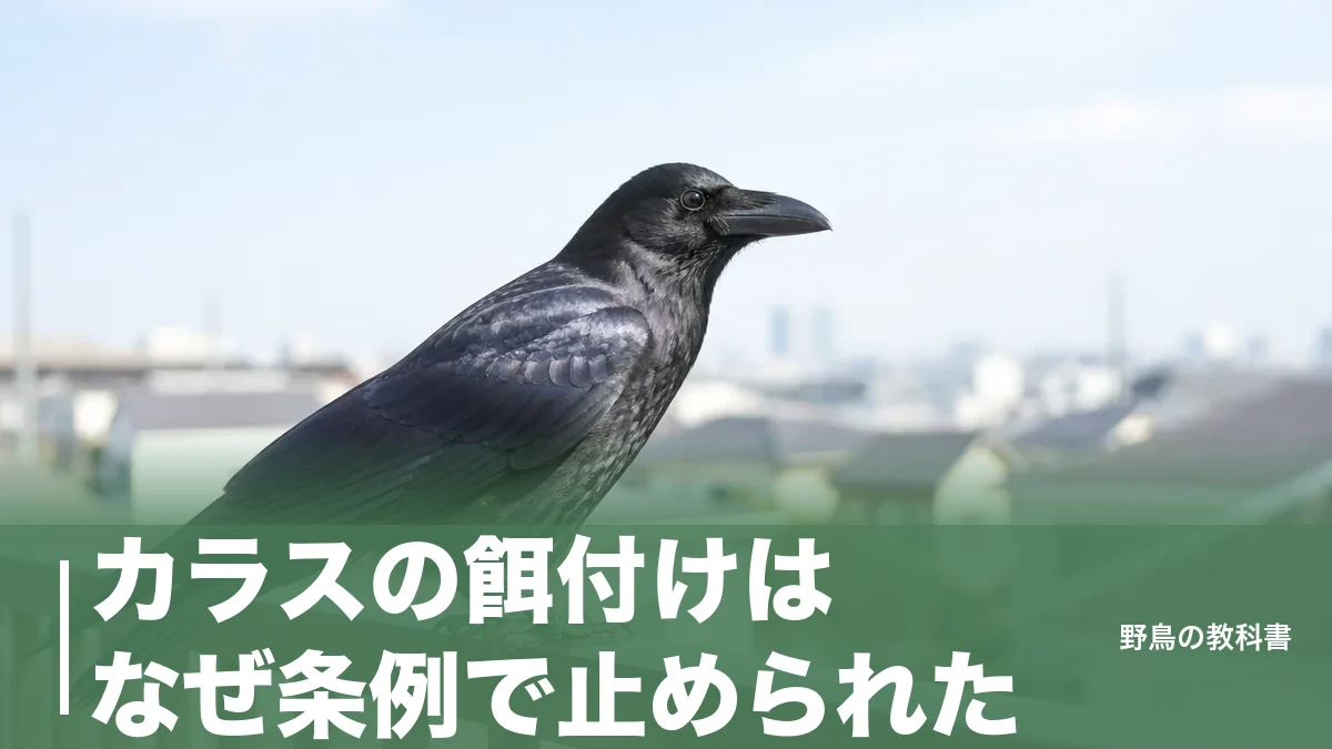 カラスの餌付けはなぜ条例で止められた？1日300羽が集まった街と過料5,000円の線引きのアイキャッチ画像