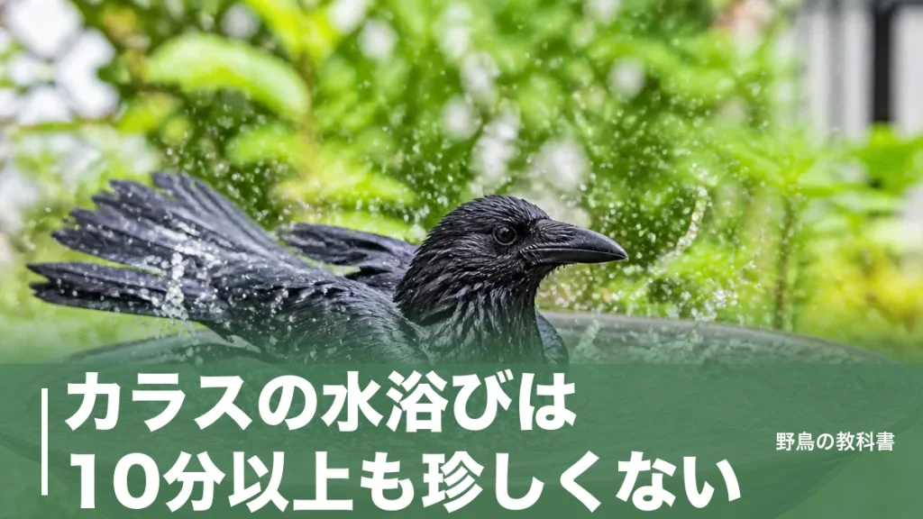 カラスの水浴びは10分以上も珍しくない｜行水が短いは誤解、観察でわかった理由のアイキャッチ画像