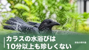 カラスの水浴びは10分以上も珍しくない｜行水が短いは誤解、観察でわかった理由のアイキャッチ画像
