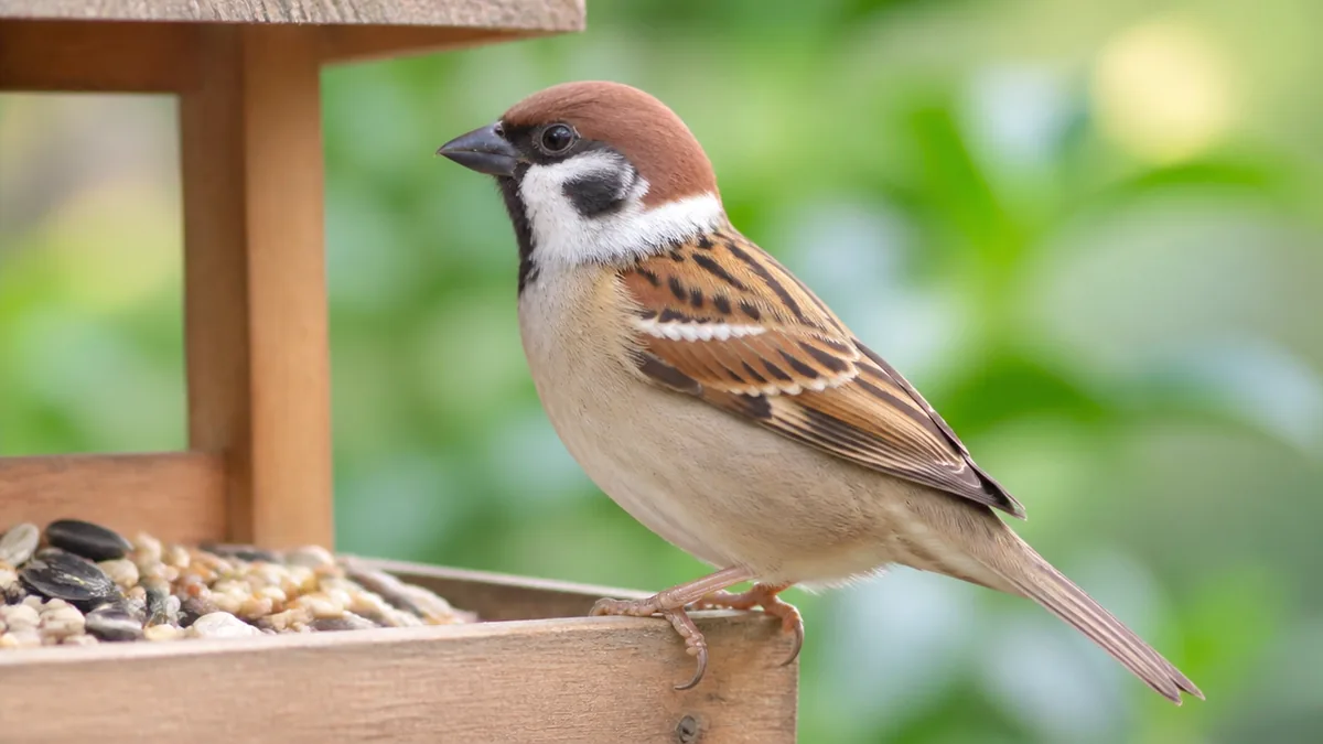 ニュウナイスズメは頬が真っ白｜山と北で暮らすもう1種の解説画像