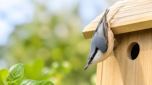 シジュウカラとゴジュウカラの違いは科から別｜幹を逆さに降りる鳥の見分け方のアイキャッチ画像