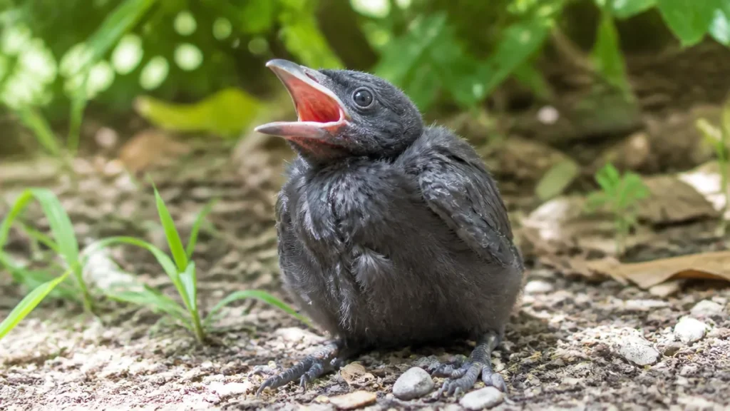 カラスの雛が地面にいても拾わないで｜巣立ちまで34日、親は近くで見ていますのアイキャッチ画像