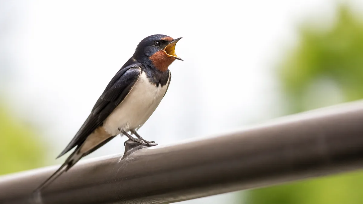 ツバメの鳴き声は6タイプに分かれる|まず全体像をつかむの解説画像