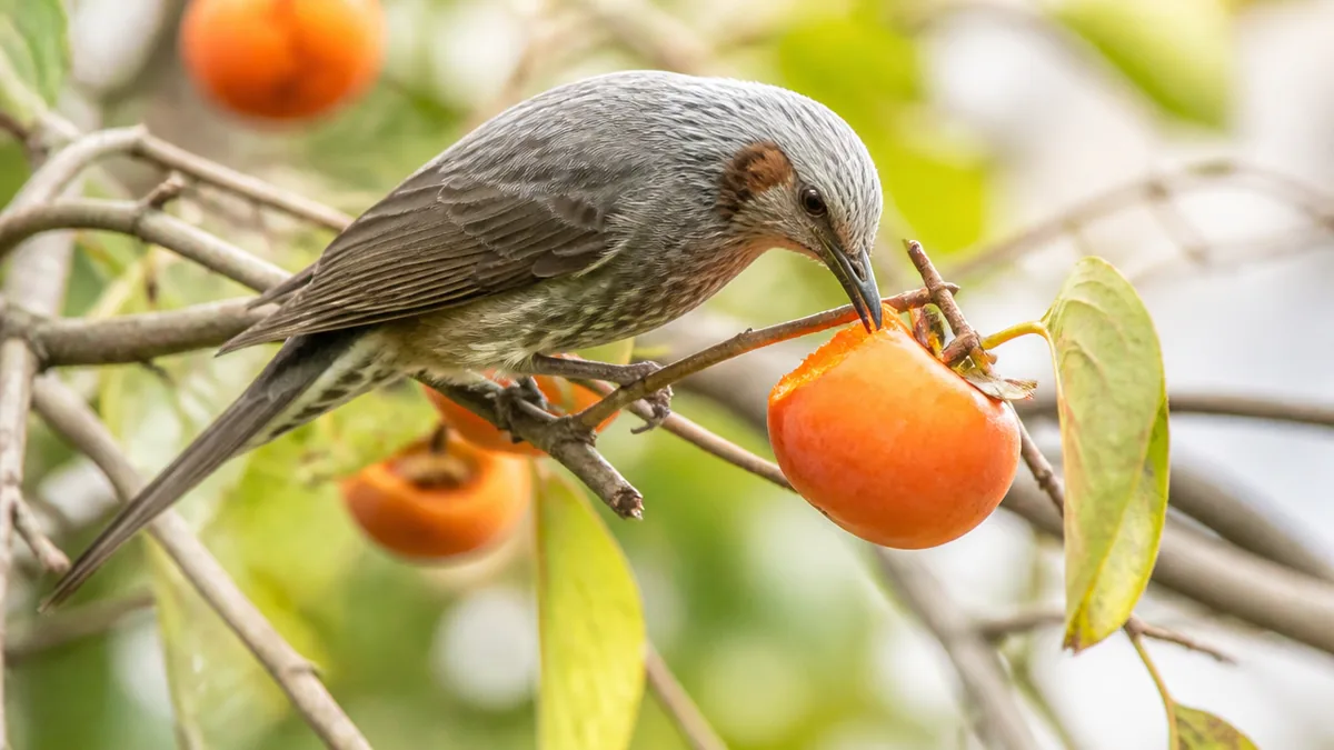 ヒヨドリの食べ物は季節で3回入れ替わる｜秋冬は果実、春は花蜜、夏は昆虫のアイキャッチ画像