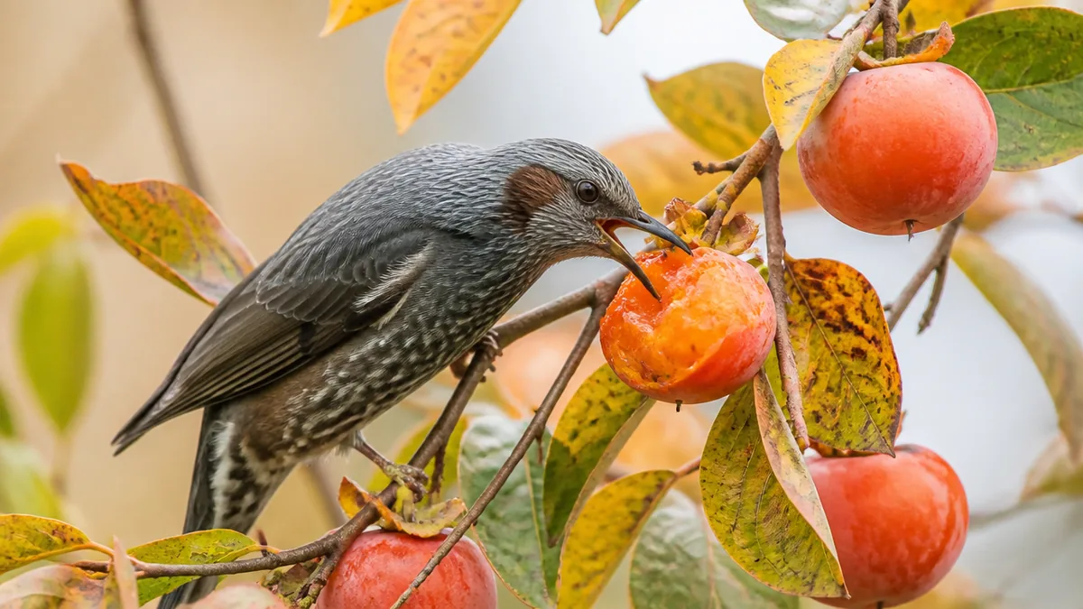 ヒヨドリの食べ物は季節で3回入れ替わるの解説画像