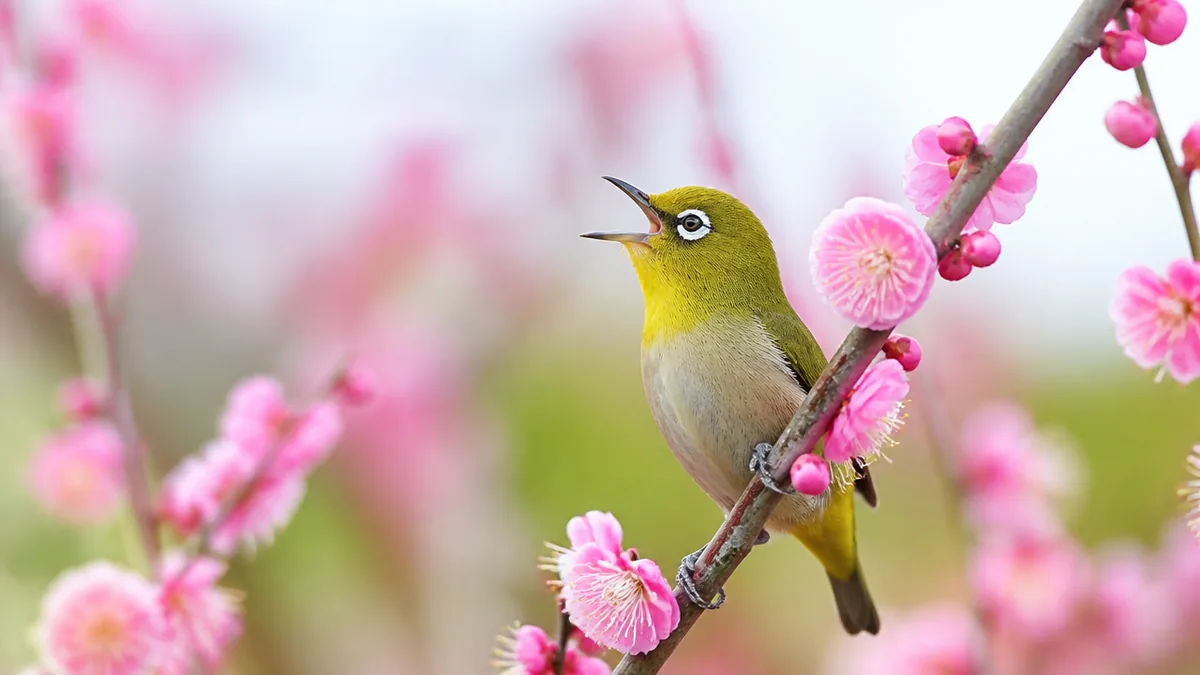 「梅にウグイス」の絵に描かれた鳥、実はメジロかもしれないの解説画像