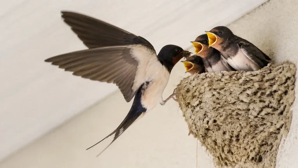 ツバメはなぜかわいい？1時間に40回の給餌と鳴き声でわかる愛らしさの理由のアイキャッチ画像