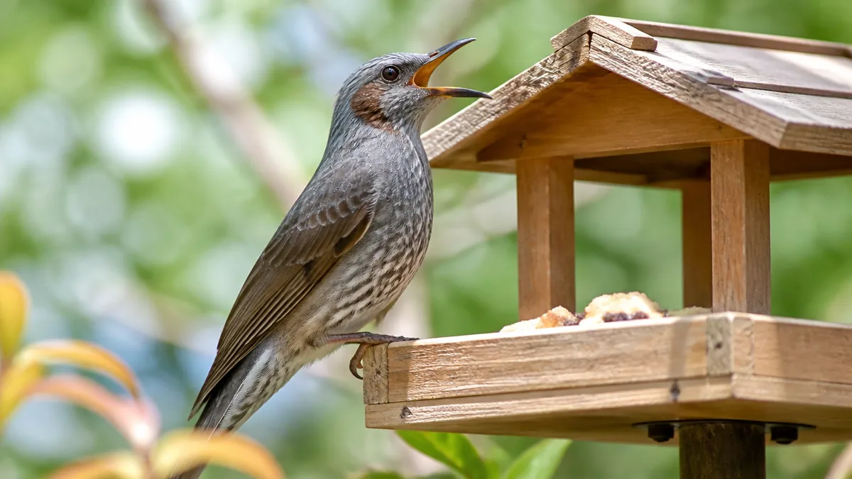 ヒヨドリの鳴き声の意味は、3つに分けると一気に読めるの解説画像